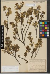 Foto von Salix waldsteiniana Willd.